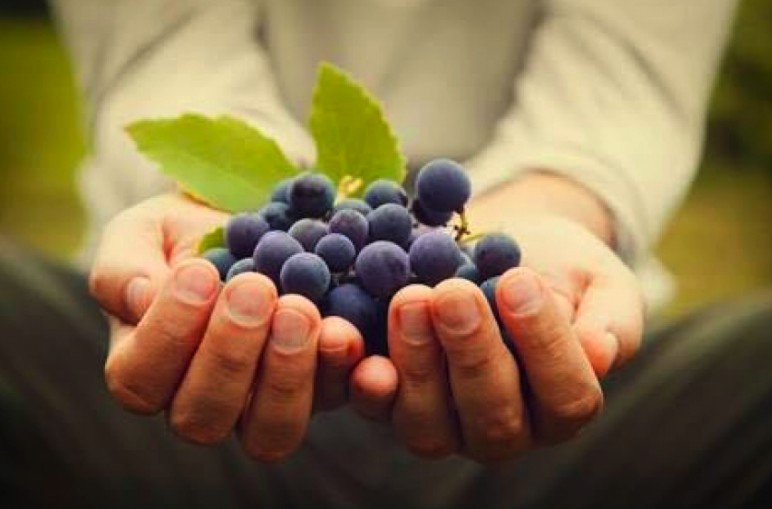 A origem do nome das uvas