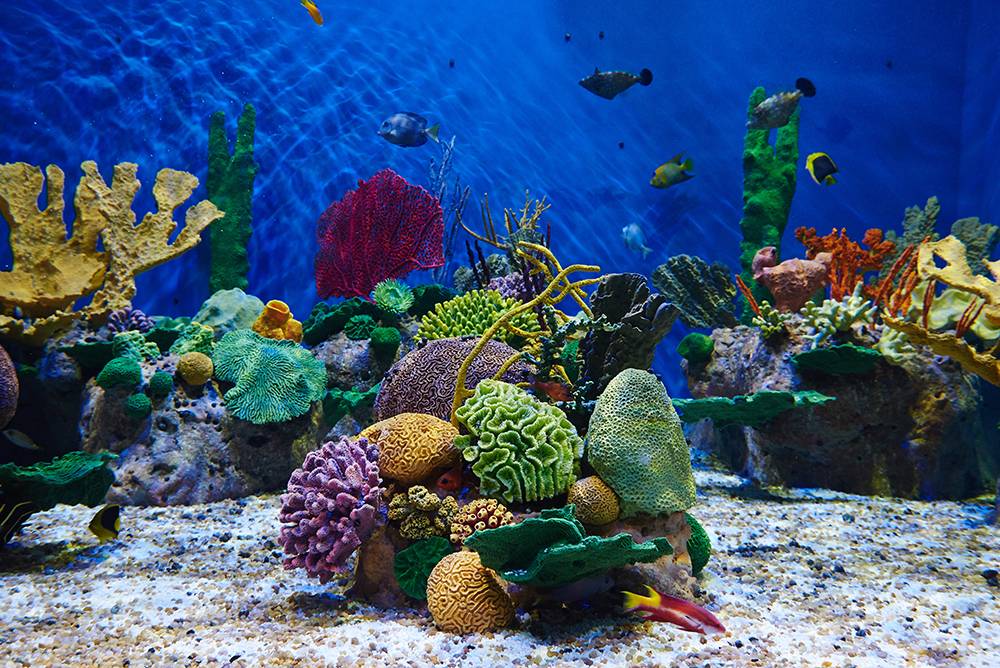 Venda de ingressos para o AquaRio começa nesta terça (11)