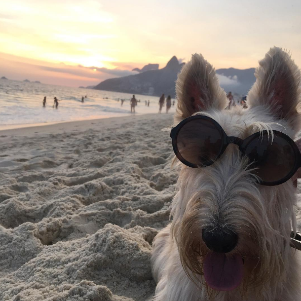 Meu Pet da Vejinha: Rodolfo