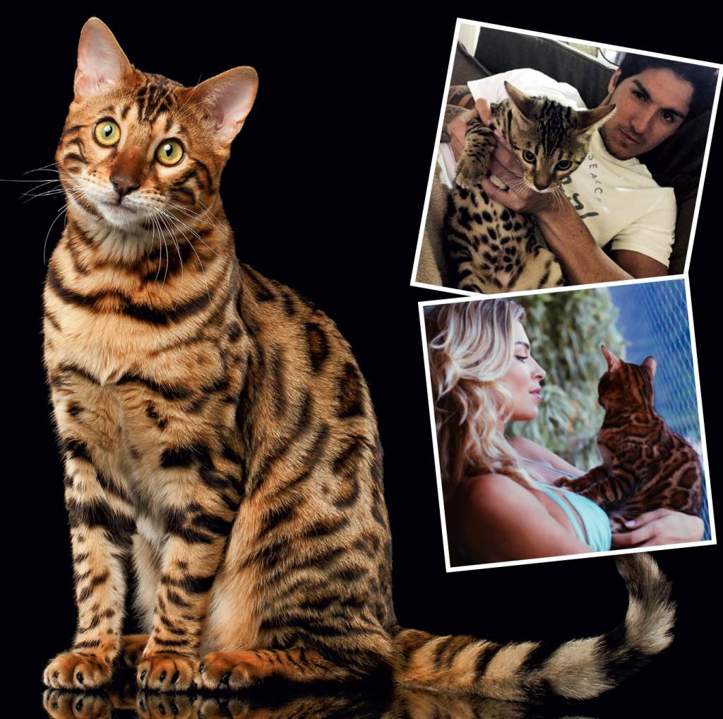 Gato bengal, sucesso na internet, tem venda triplicada no Rio