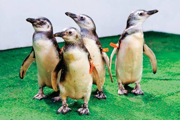 O lar dos pinguins