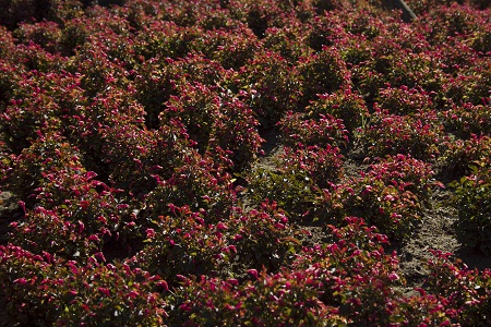 As 52.000 mudas mudaram a paisagem árida de madureira e trouxeram natureza ao coração do bairro<br>