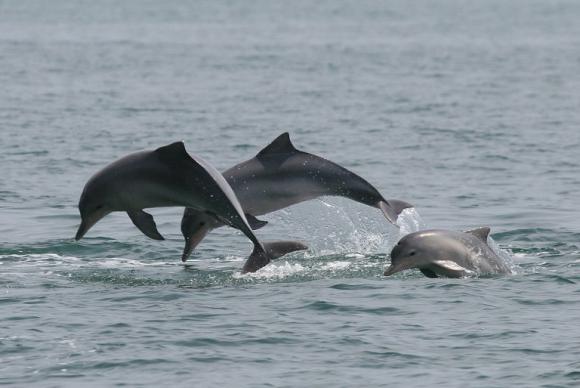 Salvem os botos-cinza: só restam mais trinta animais na Baía de Guanabara
