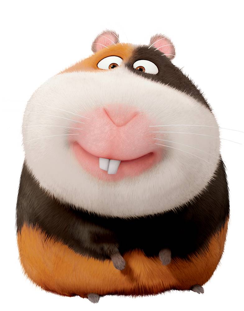 Porquinho-da-índia é o pet do momento