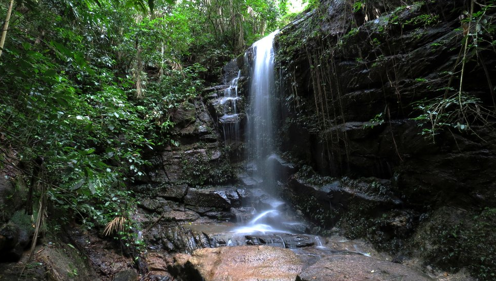 Floresta da Tijuca ganha passeios guiados gratuitos