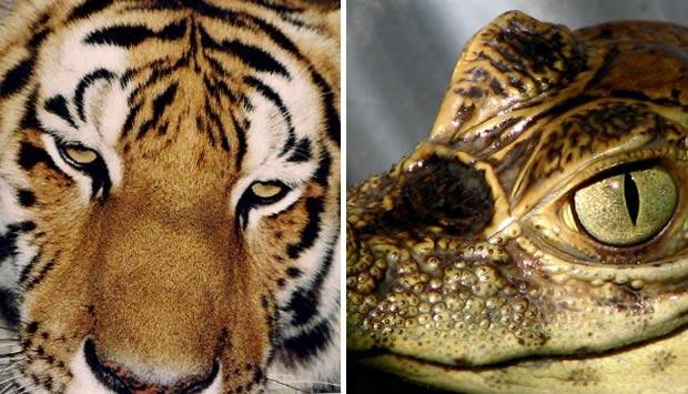 Jardim Zoológico promove visitas noturnas