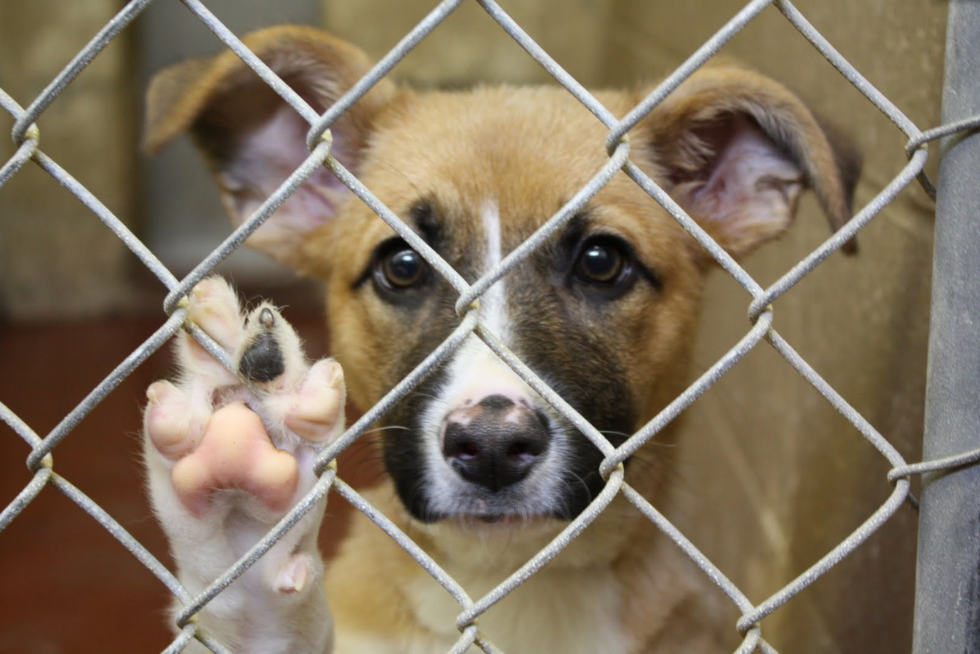 Suipa pede doações para alimentar animais