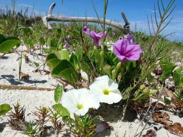 Grumari recebe projeto de recuperação da vegetação da orla