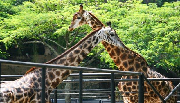 Jardim zoológico funcionará no fim de semana do carnaval