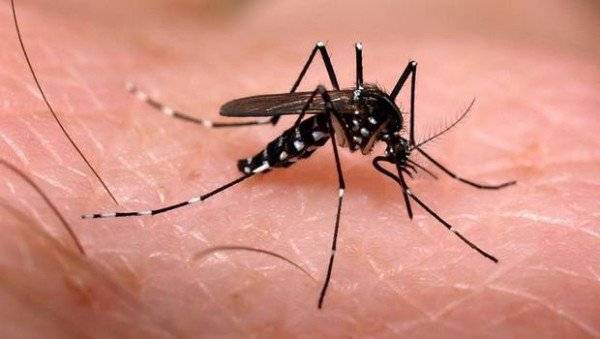 MP do Rio reúne dados disponíveis sobre combate ao Aedes aegypti