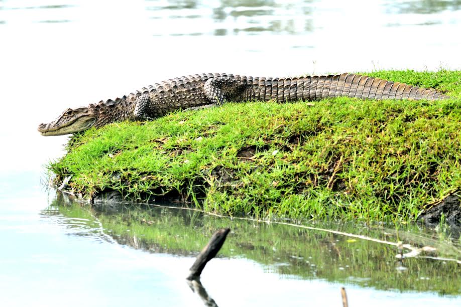Jacaré-de-papo-amarelo: Caiman latirostris Jacaré-de-papo-amarelo: Caiman latirostris