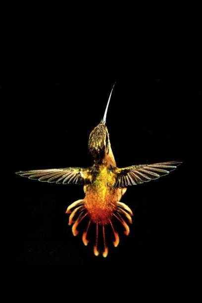 Beija-flor besourinho-da-mata: Phaethornis ruber Beija-flor besourinho-da-mata: Phaethornis ruber