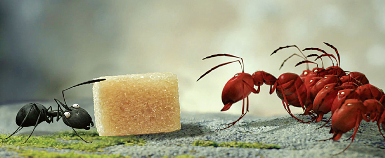 Formigas rivais disputam cubos de açúcar  em Minúsculos