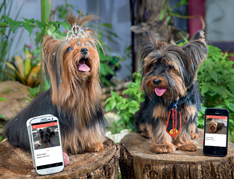 Cachorros ganham aplicativo de paquera no estilo Tinder