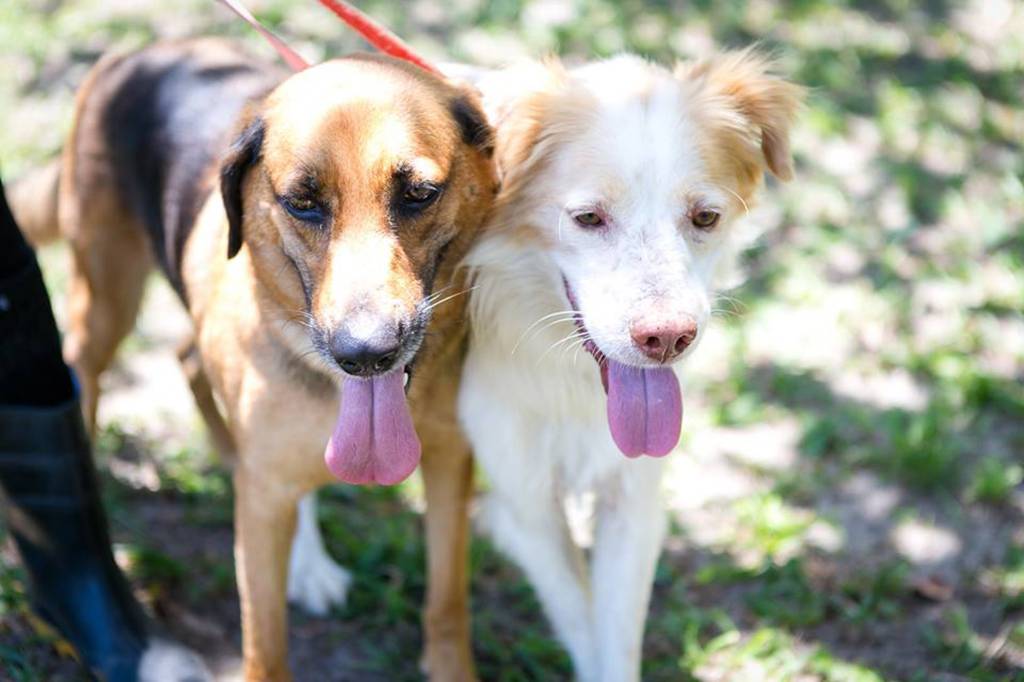 ONG promove feira de adoção animal neste sábado (30)