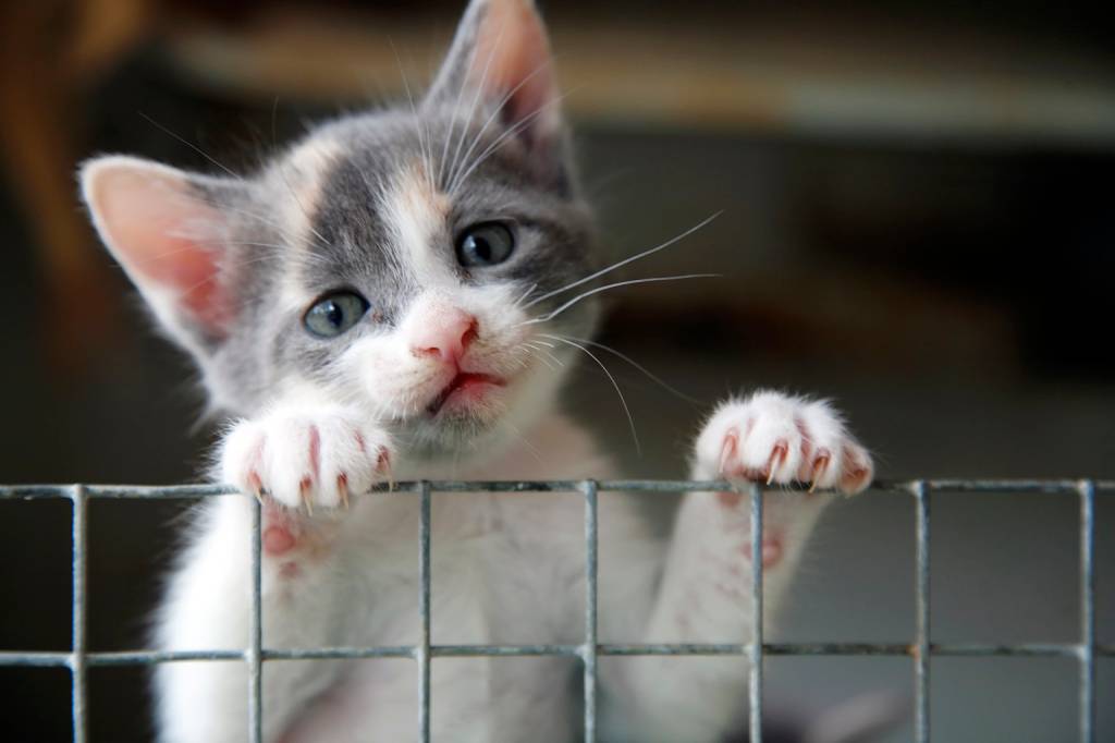 Feira de adoção de gatos no Leblon