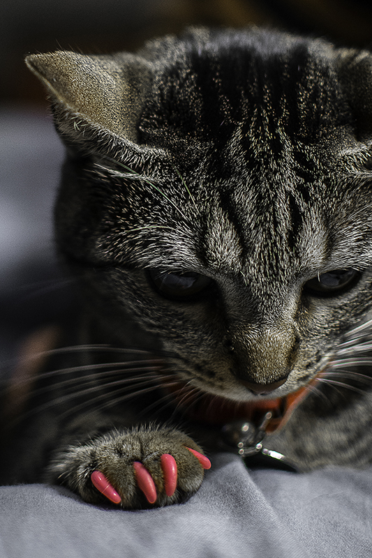 Capinhas para unhas felinas protege móveis e é indolor