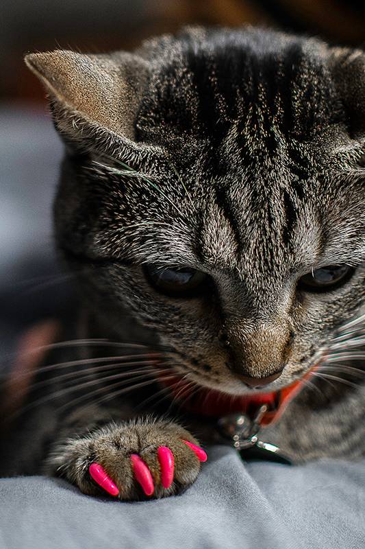 Capinhas para unhas felinas protege móveis e é indolor