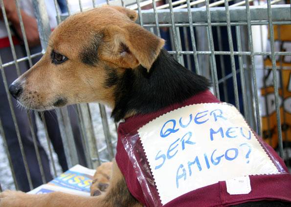 Zona Norte recebe maratona de adoção, vacinação e castração de animais