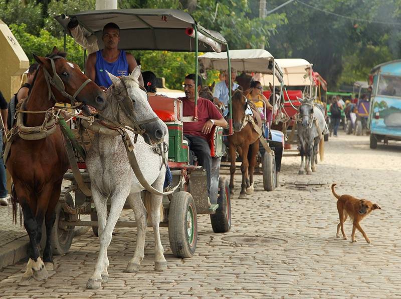 Tijuca recebe palestras e feirinha de adoção animal