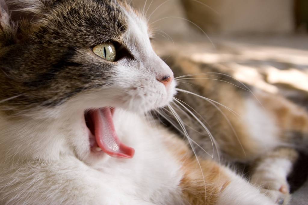 Leblon recebe feira de adoção animal