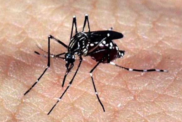 Austrália distribuirá preservativos especiais contra Zika a atletas