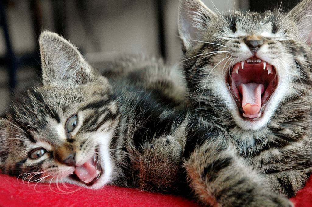 Sábado (7) é dia de feira de adoção de gatinhas mamães no Leblon