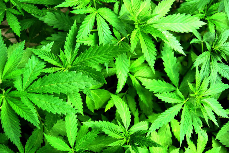Maconha entra na lista de plantas medicinais