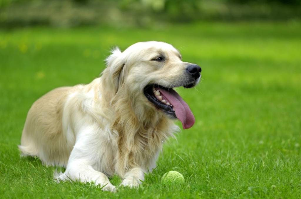 Fashion Mall recebe workshop para entender a mente do cão