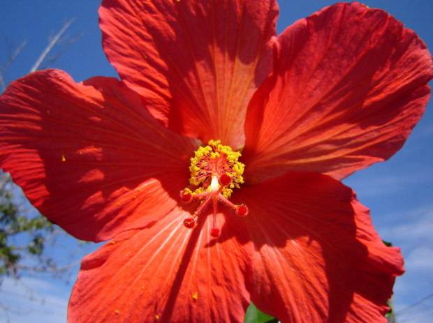 Chá de hibisco é um grande aliado na perda de peso