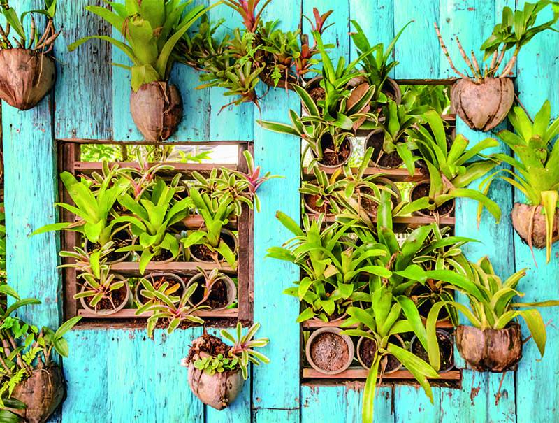 Mostra em Guaratiba reúne plantas ornamentais