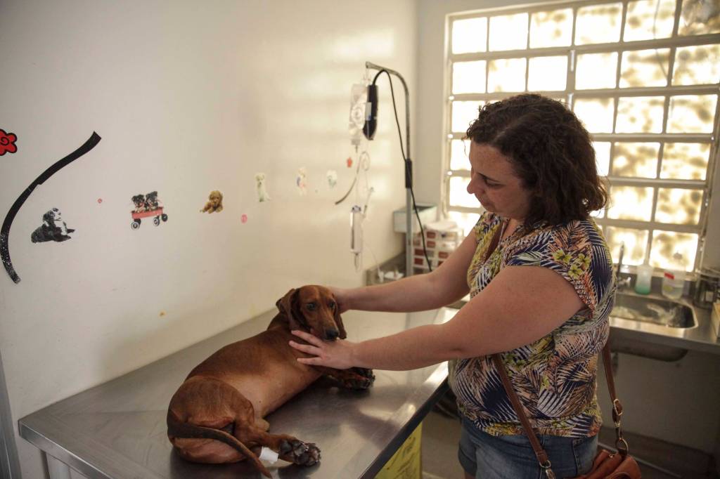 Atendimento gratuito a cães e gatos ganha agendamento on-line
