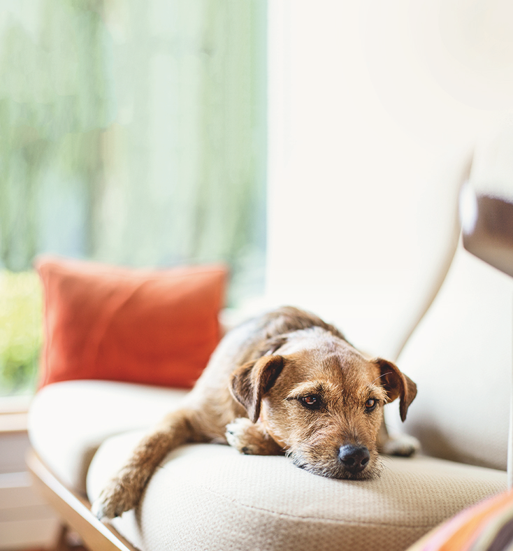 Os riscos do diabetes para os cachorros