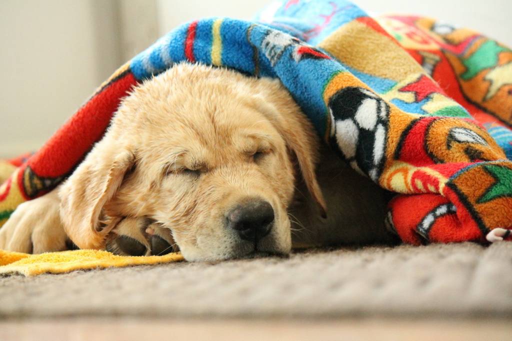 Campanha arrecada agasalhos para cães e gatos enfrentarem o inverno
