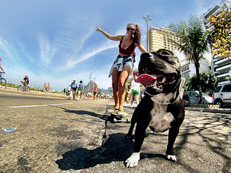 Cachorro será pajem de casamento e levará as alianças ao altar