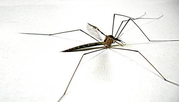 Casos de dengue em 2015 triplicam em relação a 2014