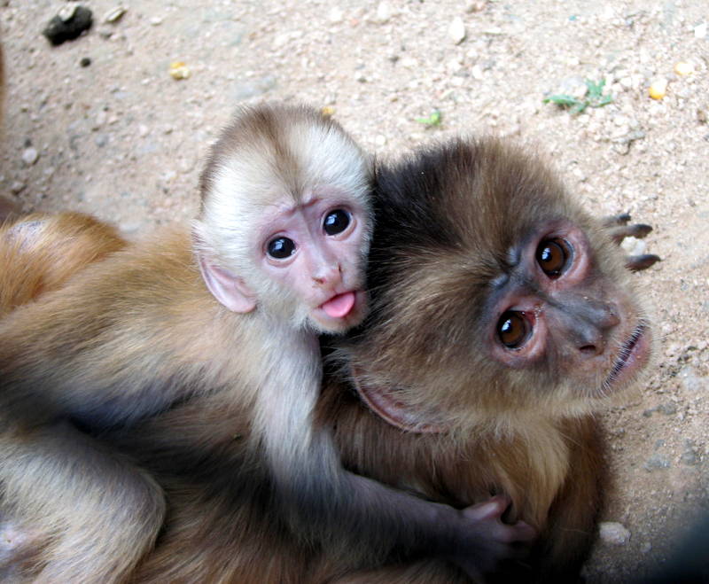 Zoológico do Rio apresenta quatro filhotes de macaco