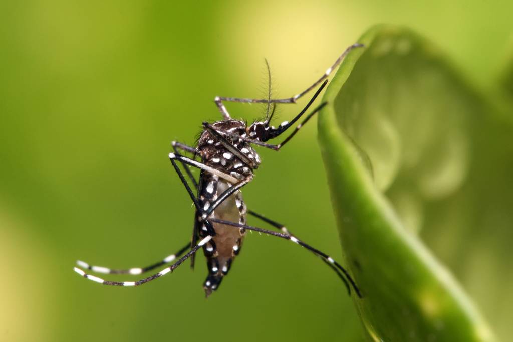 Secretaria de saúde promove campanha contra o zika vírus no Carnaval