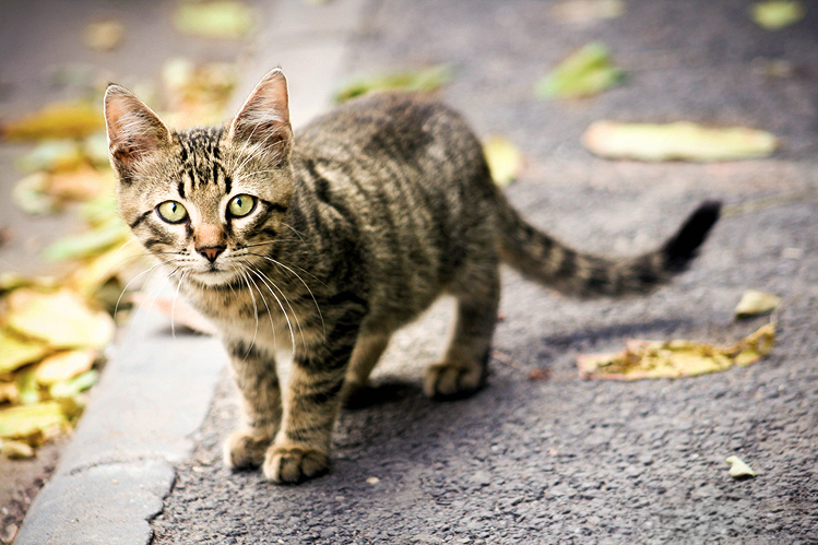 Vigilância Sanitária começa campanha contra doença do gato
