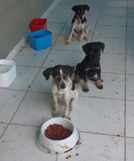 Três filhotes furtados da Suipa são devolvidos
