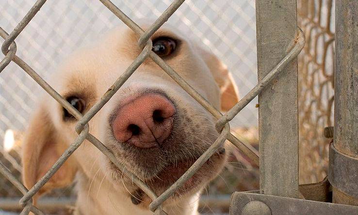 Mais de três milhões de animais foram abandonados no estado do Rio em 2023