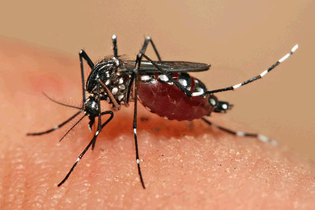 Estado cria força-tarefa contra o Aedes aegypti