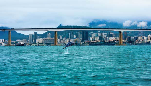Golfinho morre na Baía de Guanabara