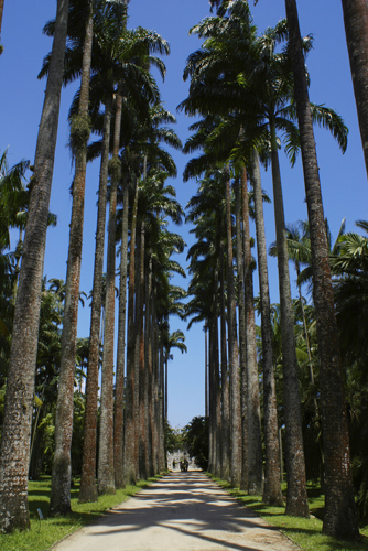 Jardim Botânico renova acordo para repatriar amostras da flora do país