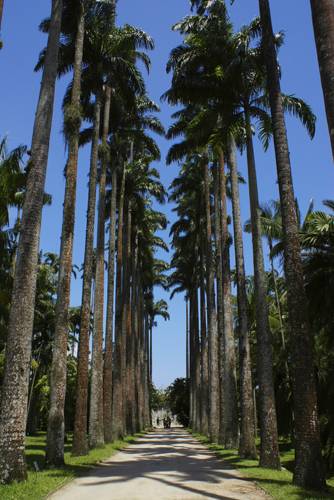 Jardim Botânico renova acordo para repatriar amostras da flora do país