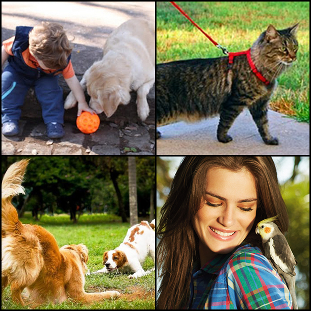 Missão “Diversão animal: os pets aproveitam a cidade”