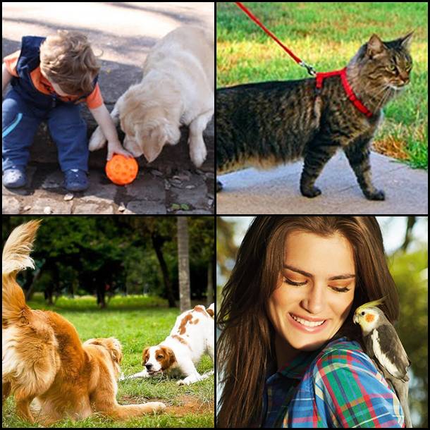 Missão “Diversão animal: os pets aproveitam a cidade”