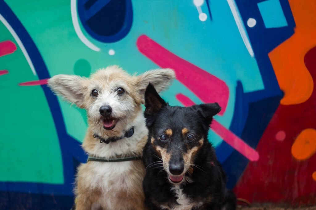 Lagoa recebe maior evento de adoção de cães do Brasil