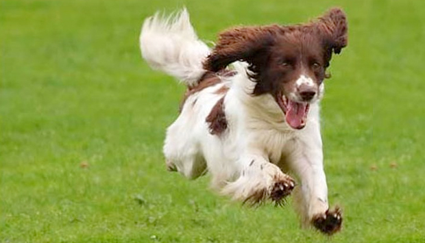 Projeto de crowdfunding reformará o Parcão da Lagoa