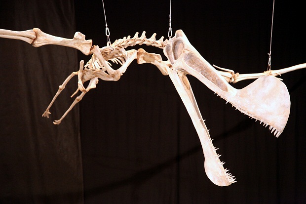 dino.JPG